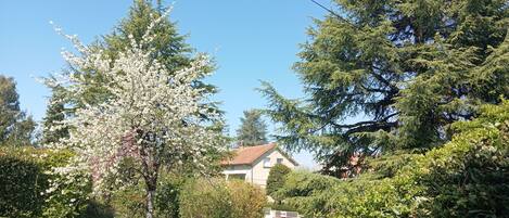 A residential area with a house, a lawn, and trees.