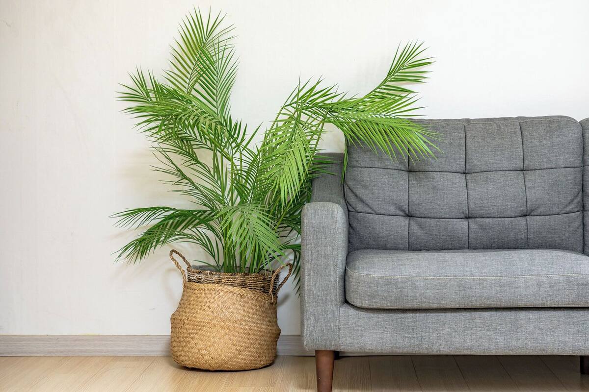 ห้องเบสิก, 1 ห้องนอน (Room 203 (Pet / BBQ)) | 1 ห้องนอน, Wi-Fi ฟรี