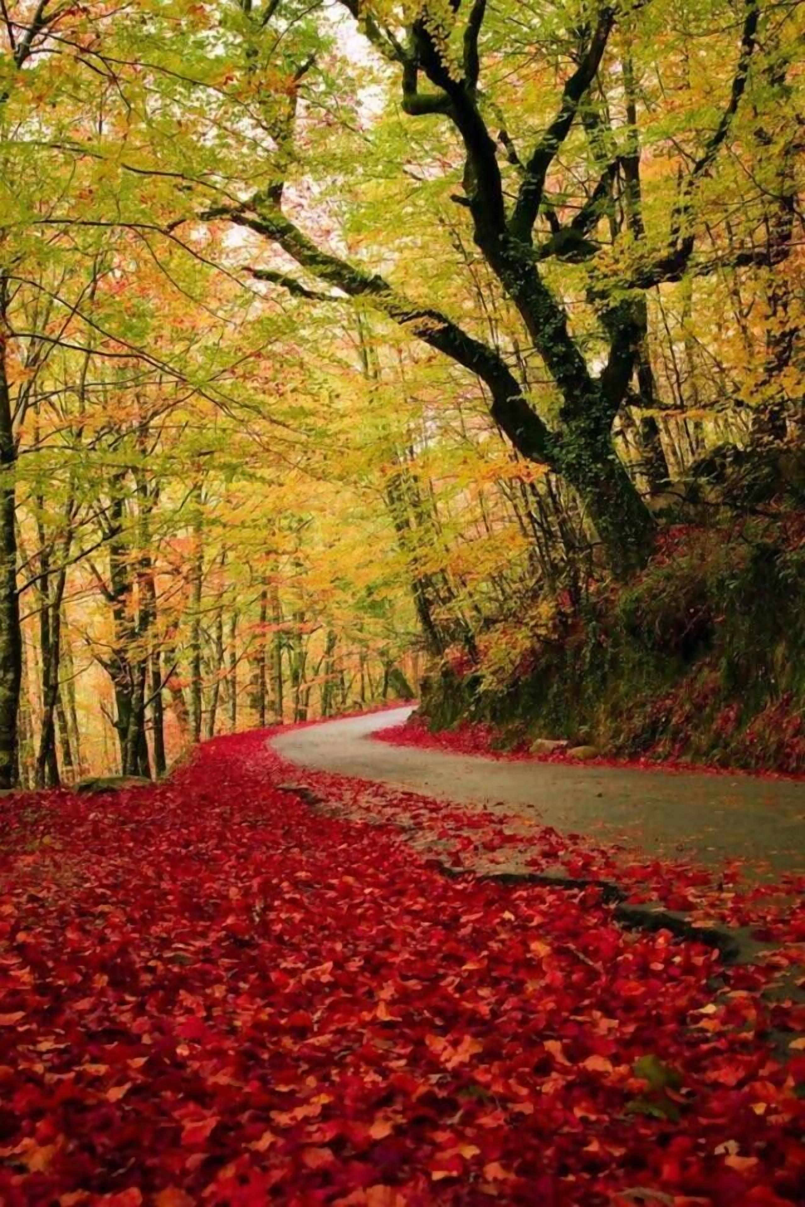 A winding road through a forest with red foliage on the ground.