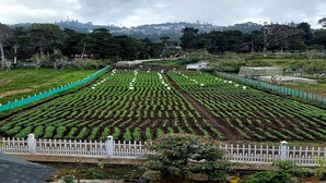 A large agricultural field with rows of crops, surrounded by a white fence, and a mountainous backdrop. - Calla Lily By The Brook (Kodaikanal)