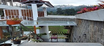 Calla Lily By The Brook