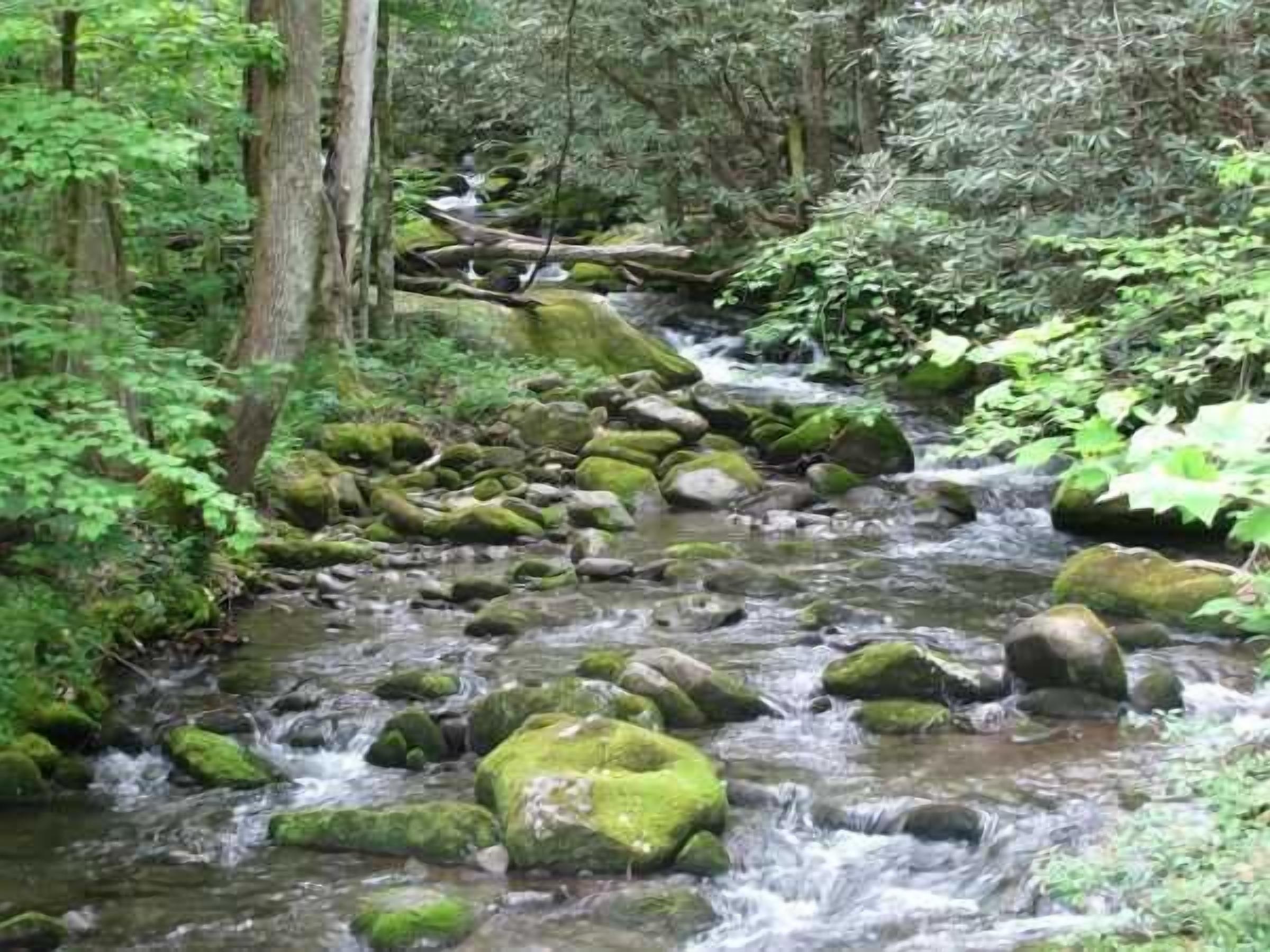 A stream flowing through a forest with rocks and moss-covered trees.