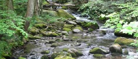A stream flowing through a forest with rocks and moss-covered trees.
