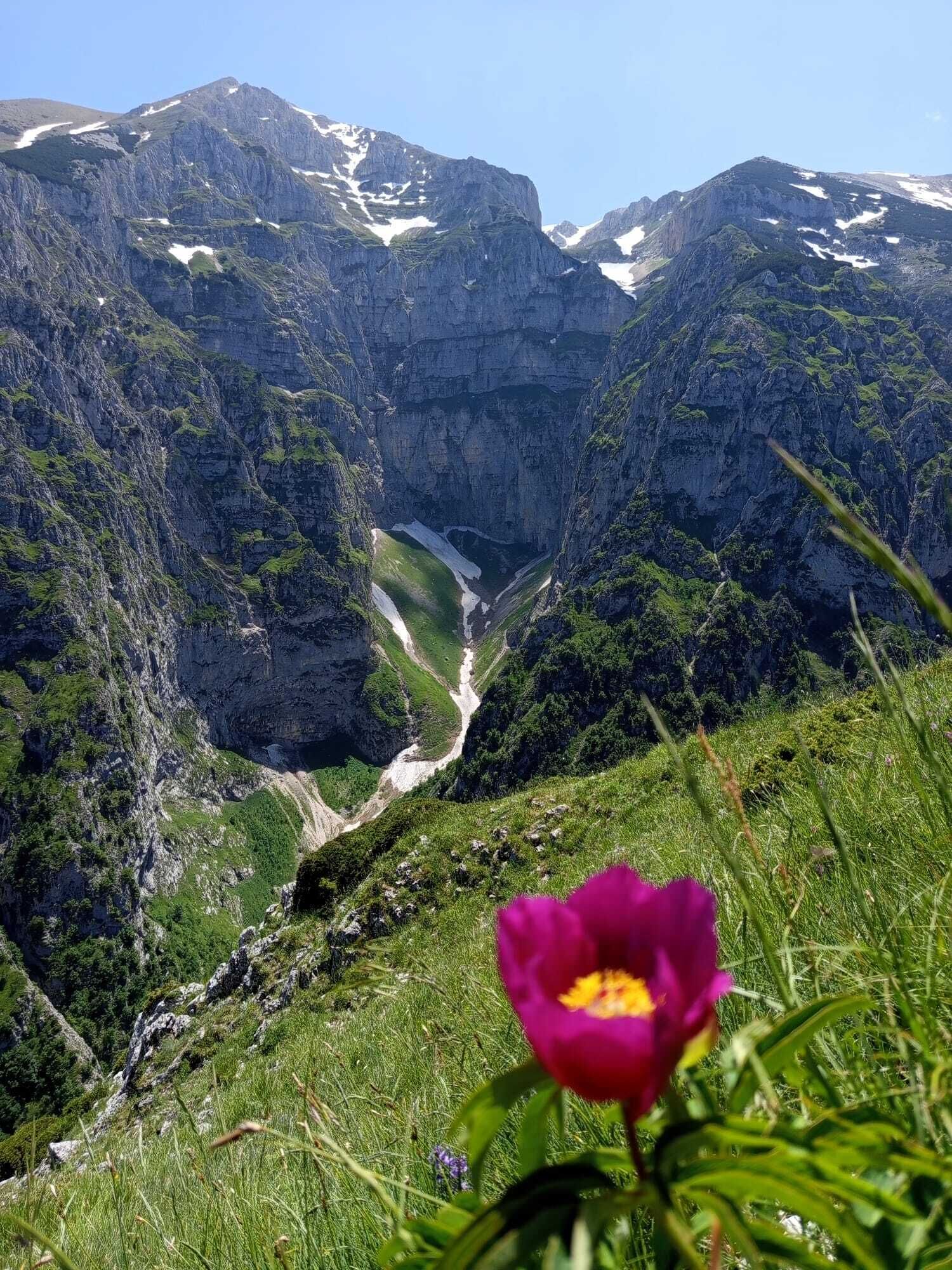 Un paisaje montañoso con un valle y una flor destacada en primer plano.