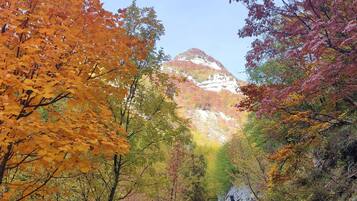Un sendero de grava flanqueado por árboles de colores otoñales que conduce a una montaña.