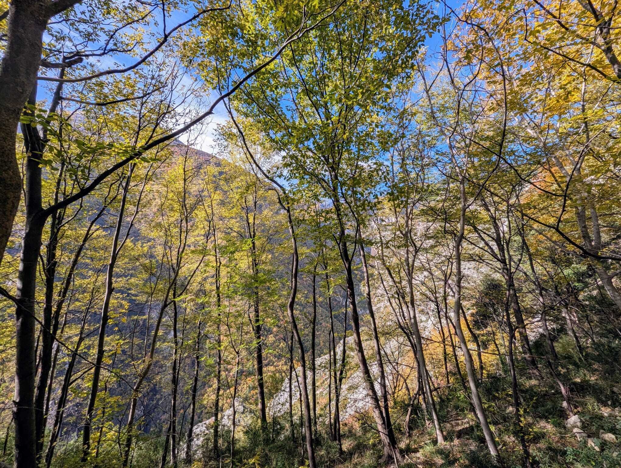 A forested area with tall trees and a mountain in the background.