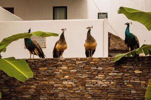 Peacocks standing on a stone wall with a white building in the background. - The Big Blue Resort & Spa (Nyanyanu)