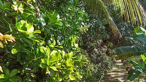A narrow, unpaved path flanked by dense green foliage and a large palm tree.