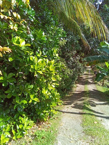 La coulée verdoyante 
Située au abymes au centre de la Guadeloupe.