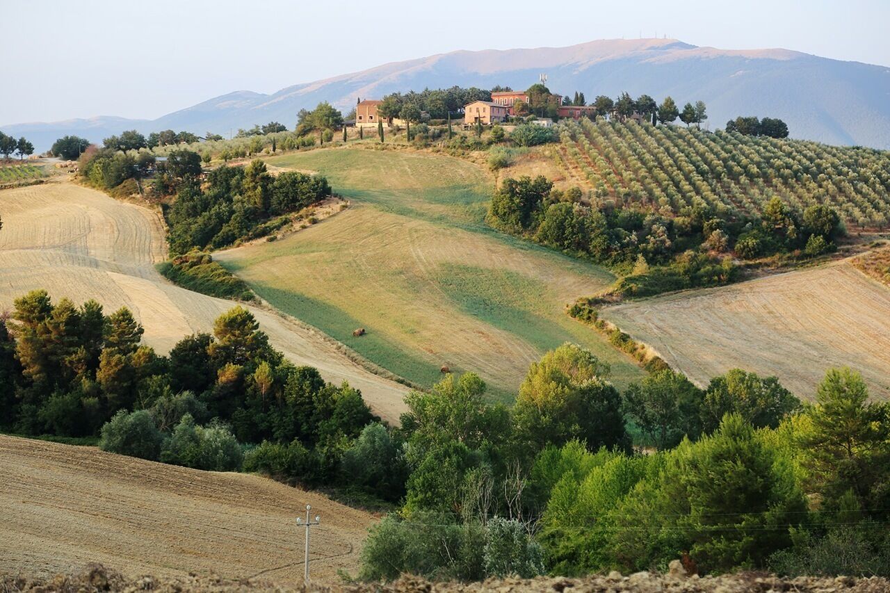 A vineyard with rolling hills and a building on a hilltop.