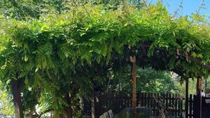 An outdoor patio with a table and chairs under a pergola covered with green foliage. - Cottage Wisterya in Piemonte with pool (Piemonte)