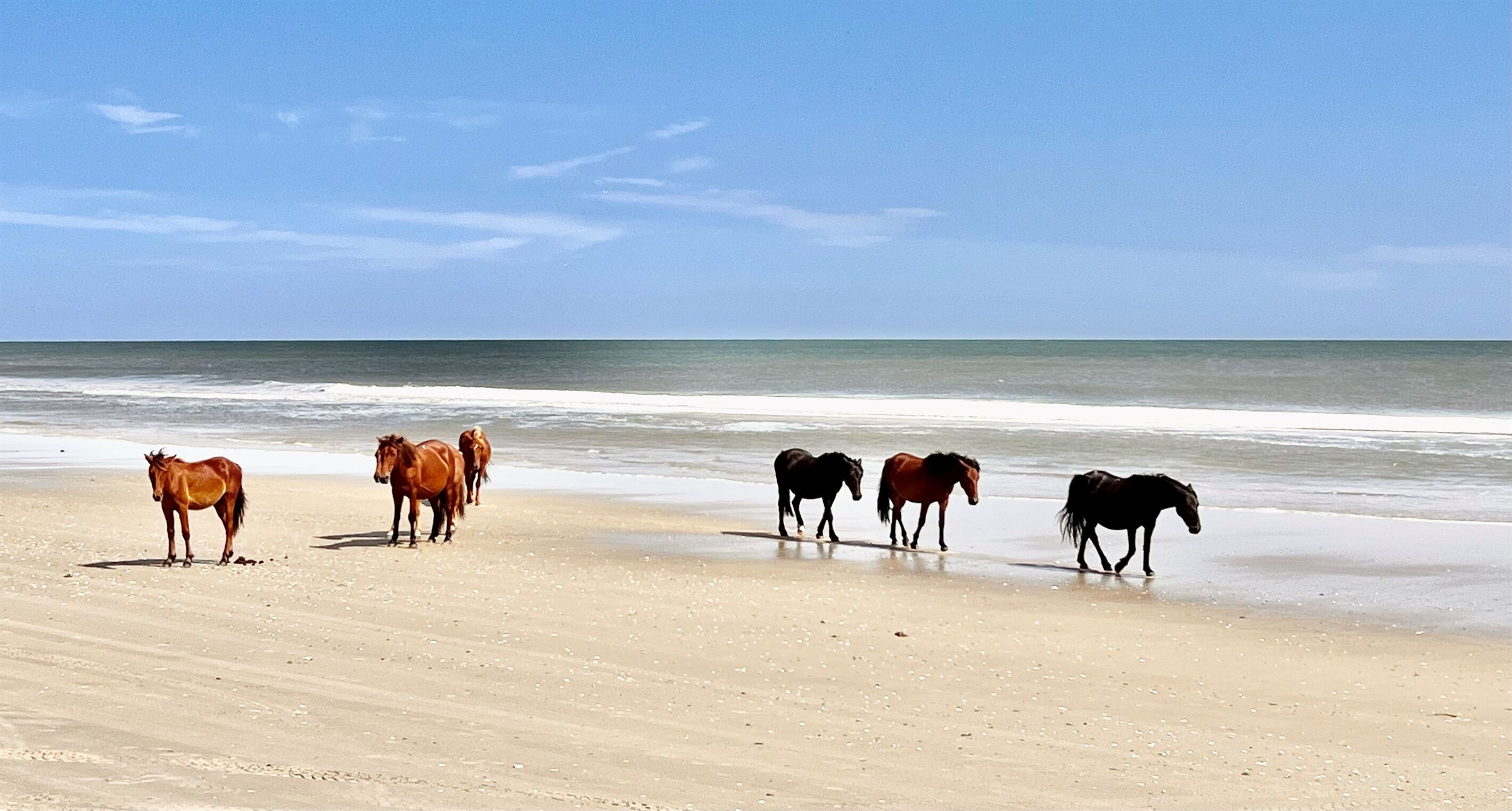 Ein Strand mit Pferden, die am Ufer entlanggehen.