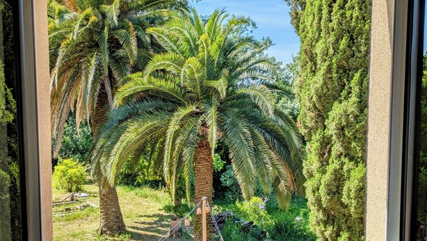 Een raam met uitzicht op een tuin met palmbomen en een hoge naaldboom.