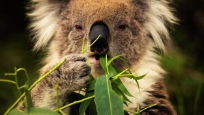 Un koala sosteniendo hojas verdes.