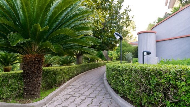 Un sendero pavimentado bordeado por setos cuidados y una palmera.