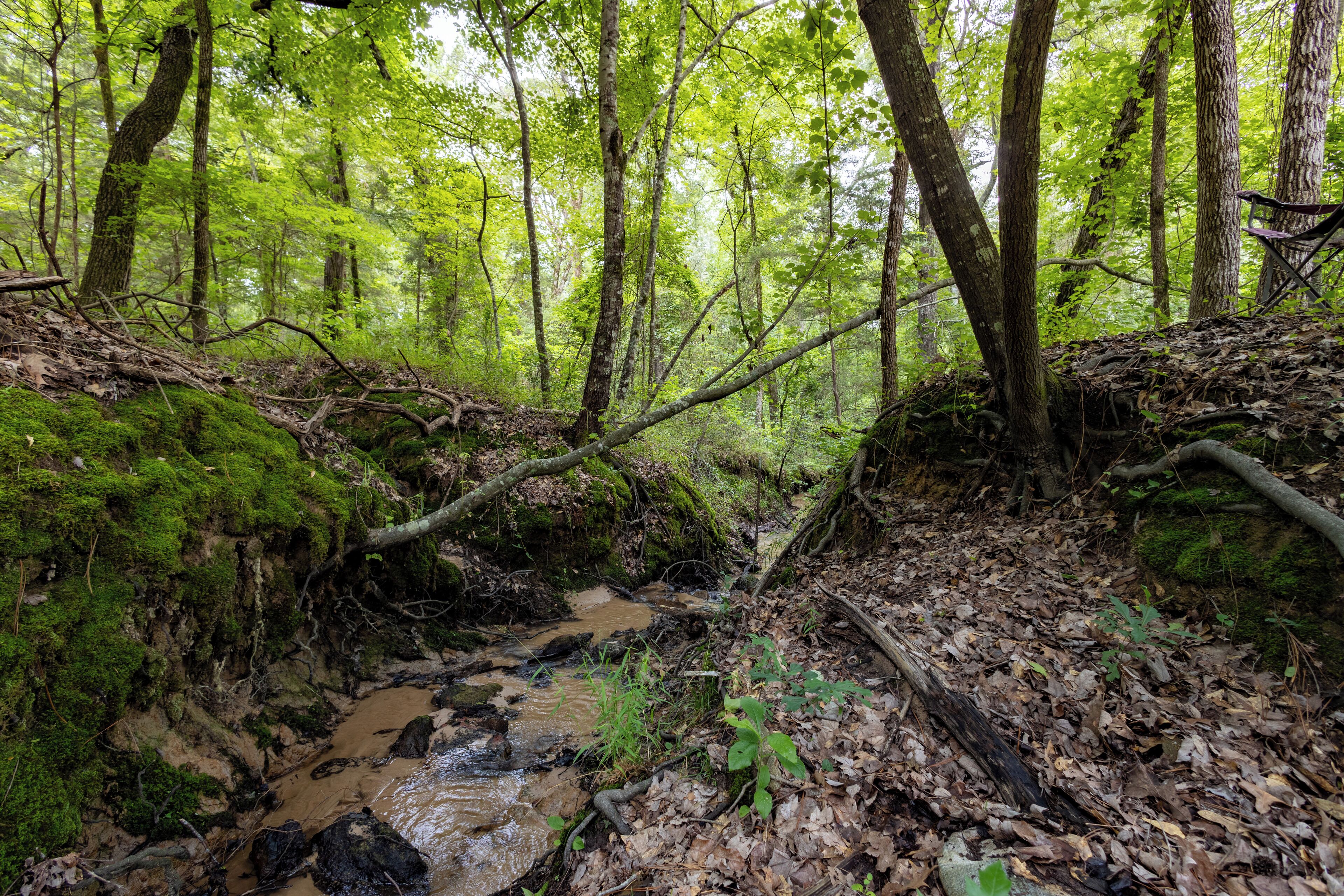A forest stream with moss-covered rocks and fallen branches.