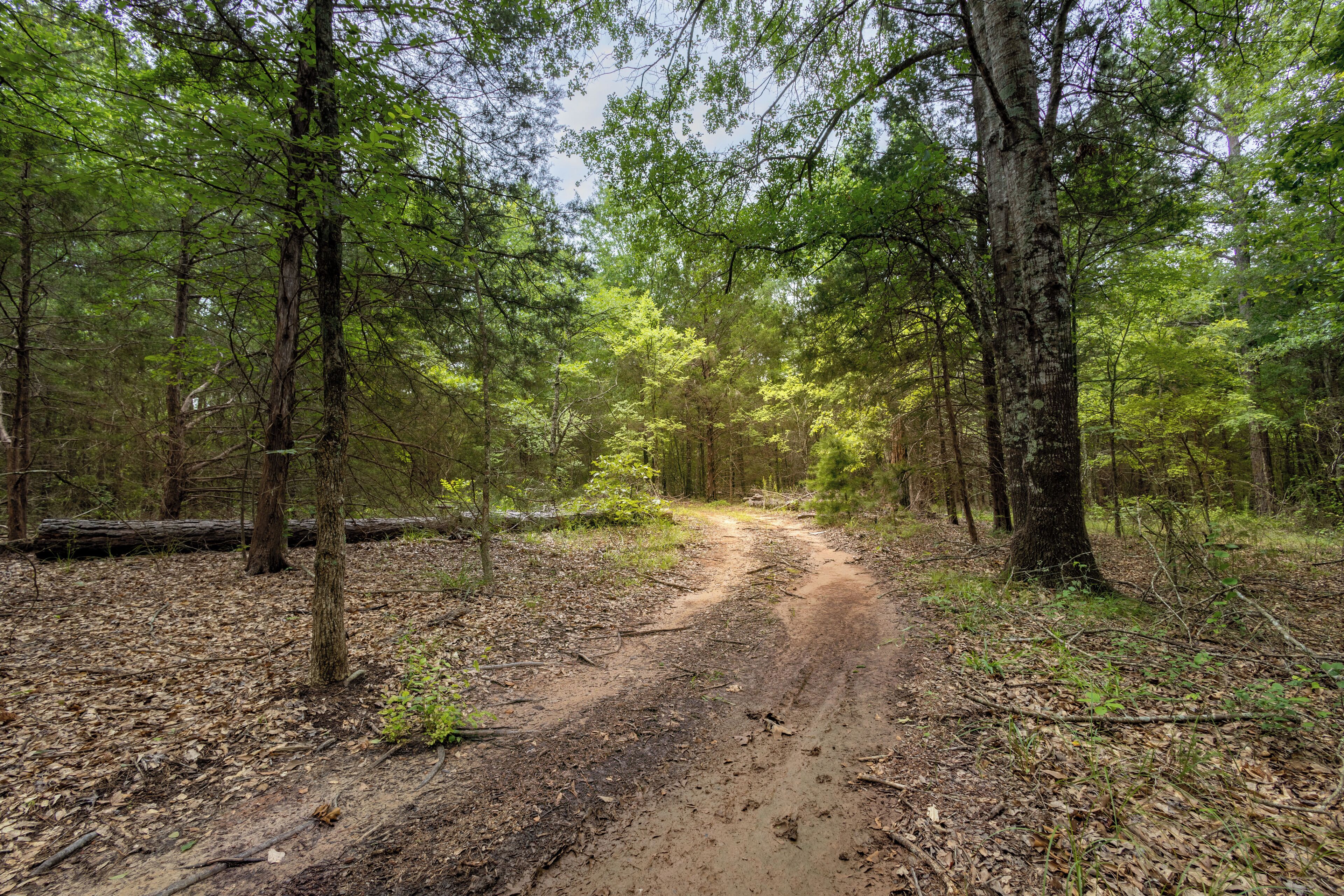 A forested dirt path with trees on either side.