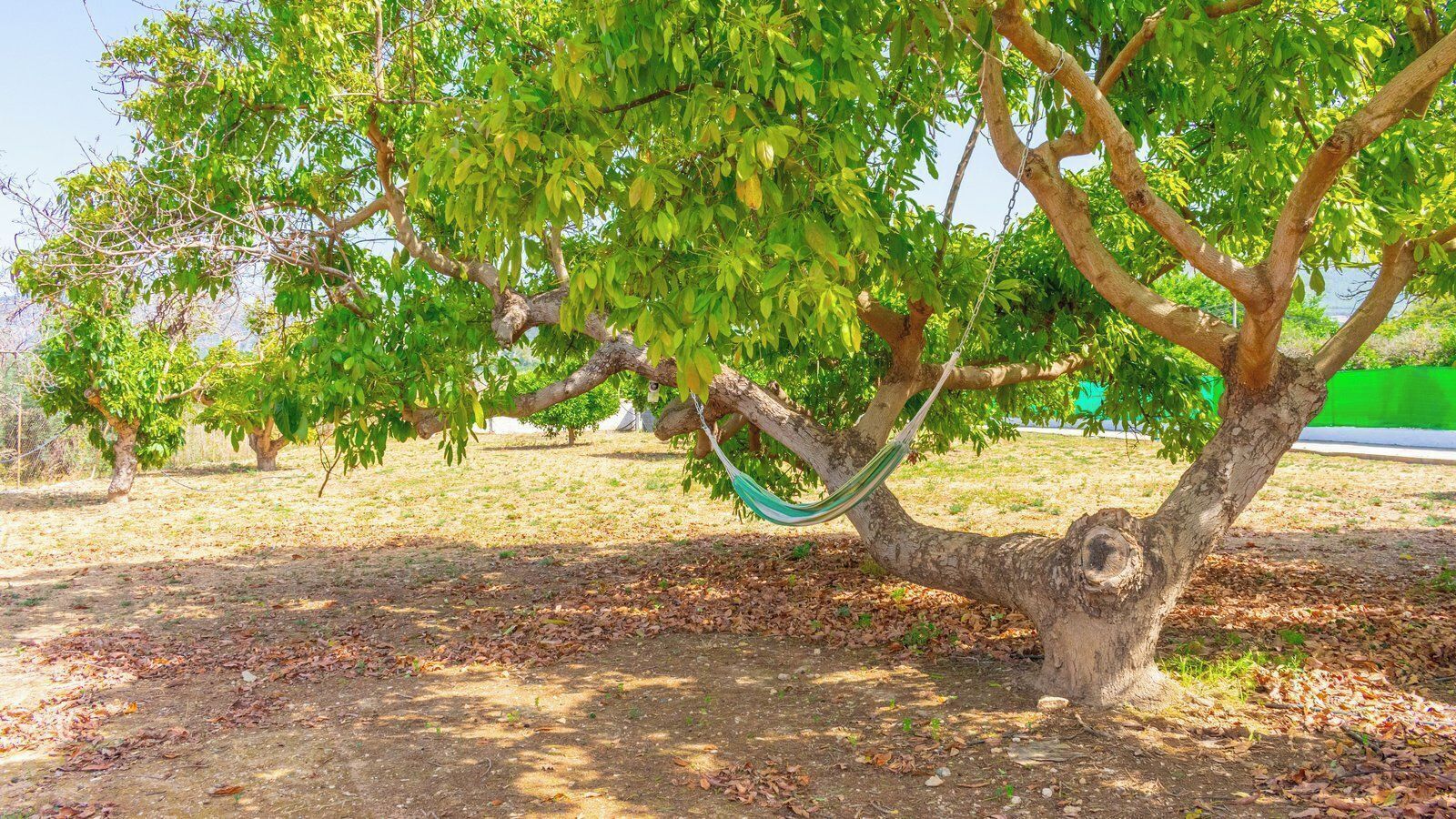A hammock hanging from a tree in a park.