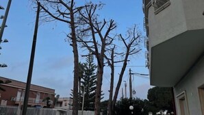 A street view with tall, leafless trees, a building with a flat roof, and a clear blue sky. - Superior Two-room Apartment – ALH Hotel Digitale (Taranto)