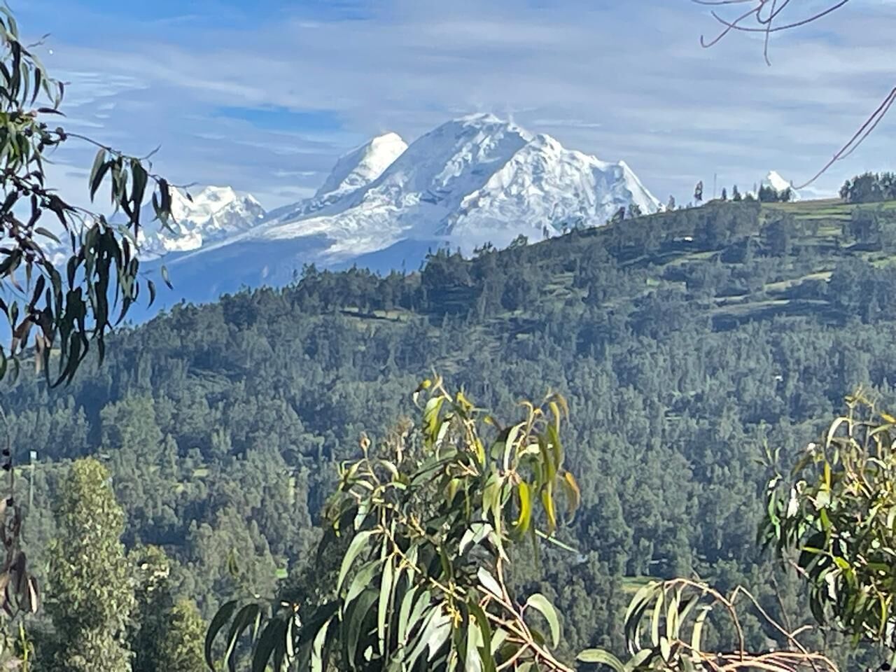 A mountainous landscape with a snow-capped peak in the background, dense forest in the midground, and eucalyptus leaves in the foreground.