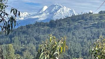 A mountainous landscape with a snow-capped peak in the background, dense forest in the midground, and eucalyptus leaves in the foreground.