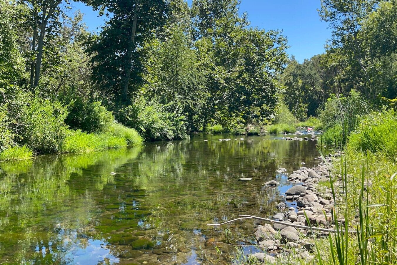 A river with clear water, surrounded by dense greenery and trees.