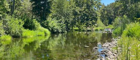 Ein Fluss mit klarem Wasser, umgeben von dichtem GrĂŒn und BĂ€umen.