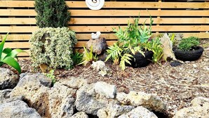 A garden with various plants and rocks, a wooden fence, and a white fork and spoon hanging on the fence. - Tui Studio | New Reno| Self Contained | Near City (Auckland)