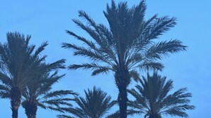 A street view with palm trees and a fountain.