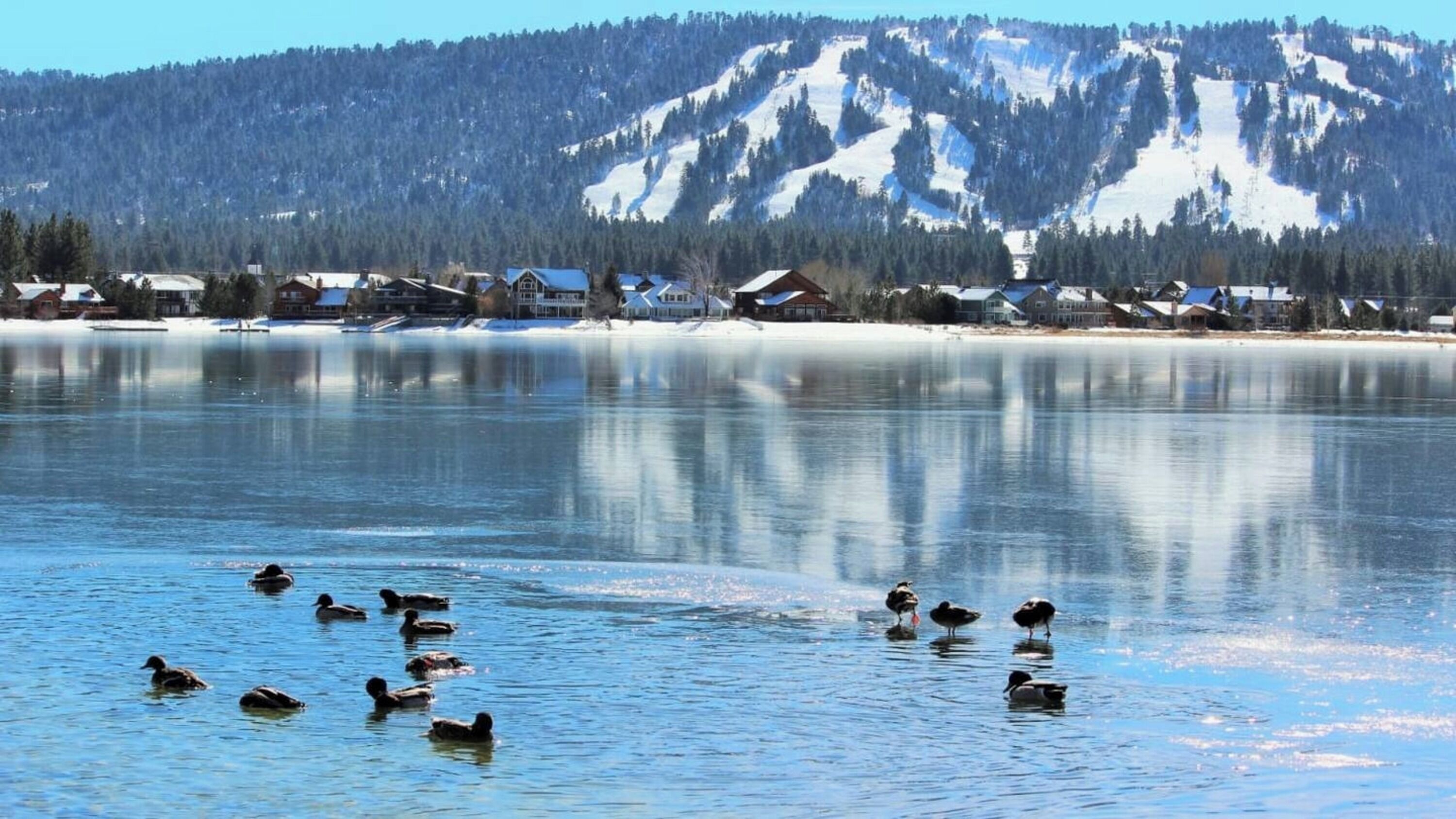 A frozen lake with ducks swimming, surrounded by houses and a mountain in the background.