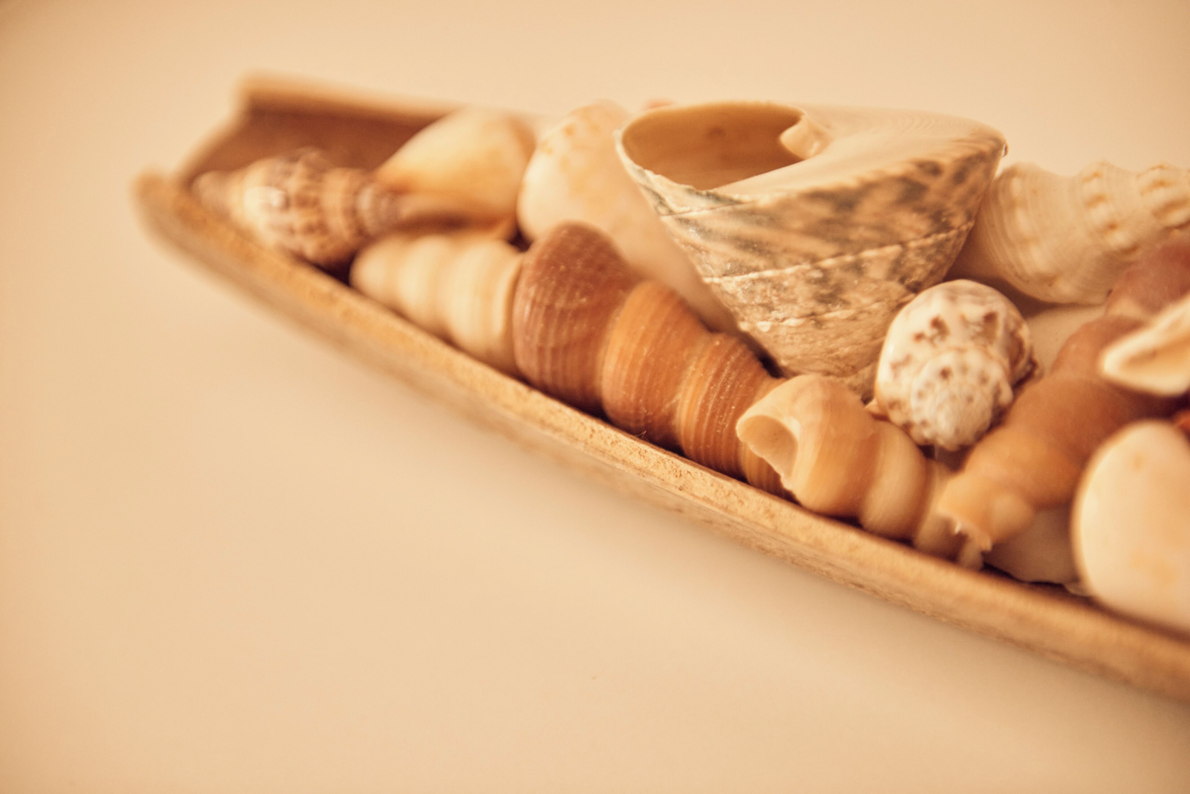 A wooden tray filled with various seashells and a ceramic cup.