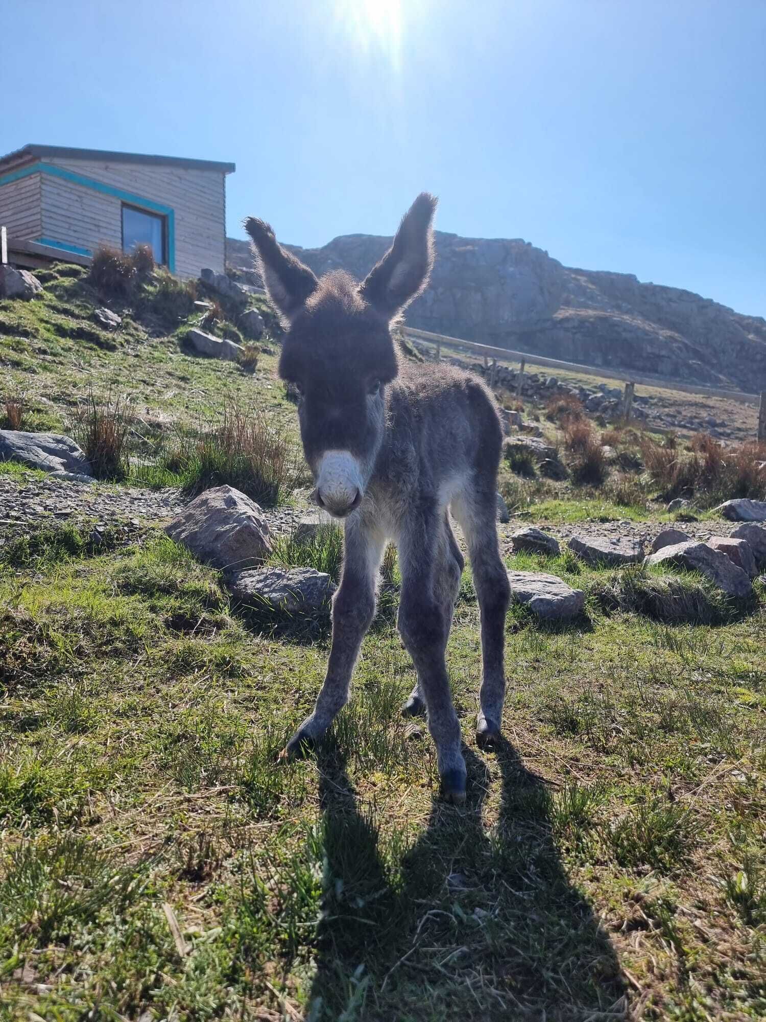 A donkey standing in a grassy field with a building and mountains in the background.