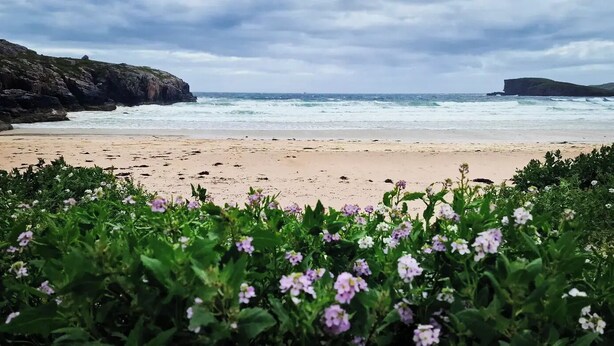 A beach with waves, rocky cliffs, and purple flowers in the foreground. - Oldshoremore Croft Cabins (Oldshore)