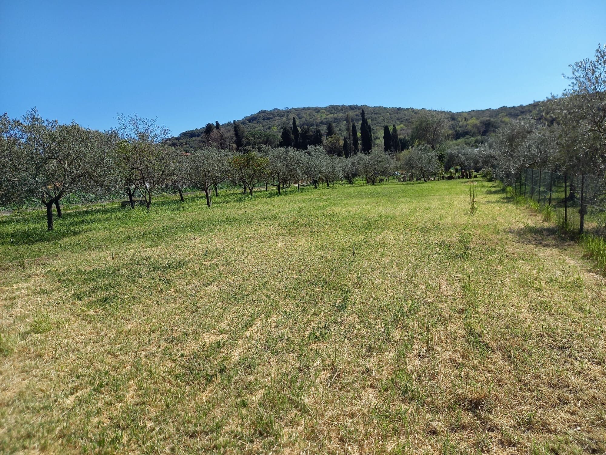 Viñedo con hileras de árboles y cielo despejado.