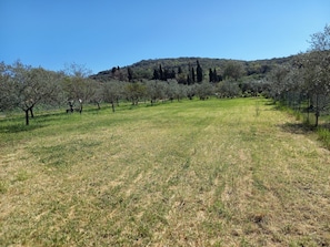 Viñedo con hileras de árboles y cielo despejado.