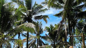 A pathway flanked by lush green grass and palm trees, leading to a building with a thatched roof. - Luxury Villa Stay – Serenity, Style, and Convenience Combined (Badung)