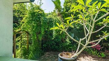 A potted plant on a wooden deck with a brick pathway and dense greenery in the background.