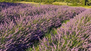 Un champ de lavande avec une montagne en arrière-plan.