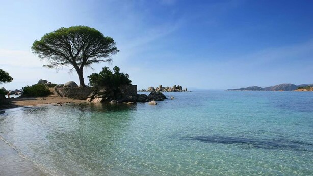 A clear coastal beach with a prominent tree and rocky outcrops.
