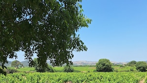 Un vignoble avec des rangées de vignes à l’ombre d’un grand arbre.