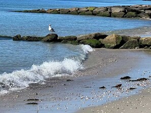 A beach with waves, rocks, and a seagull.