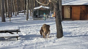 A snow-covered outdoor area with a wooden bench, a dog eating near a tree, and a small shelter in the background.