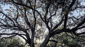 Un árbol grande con ramas extendidas, una estructura de madera y dos sillas rosadas.