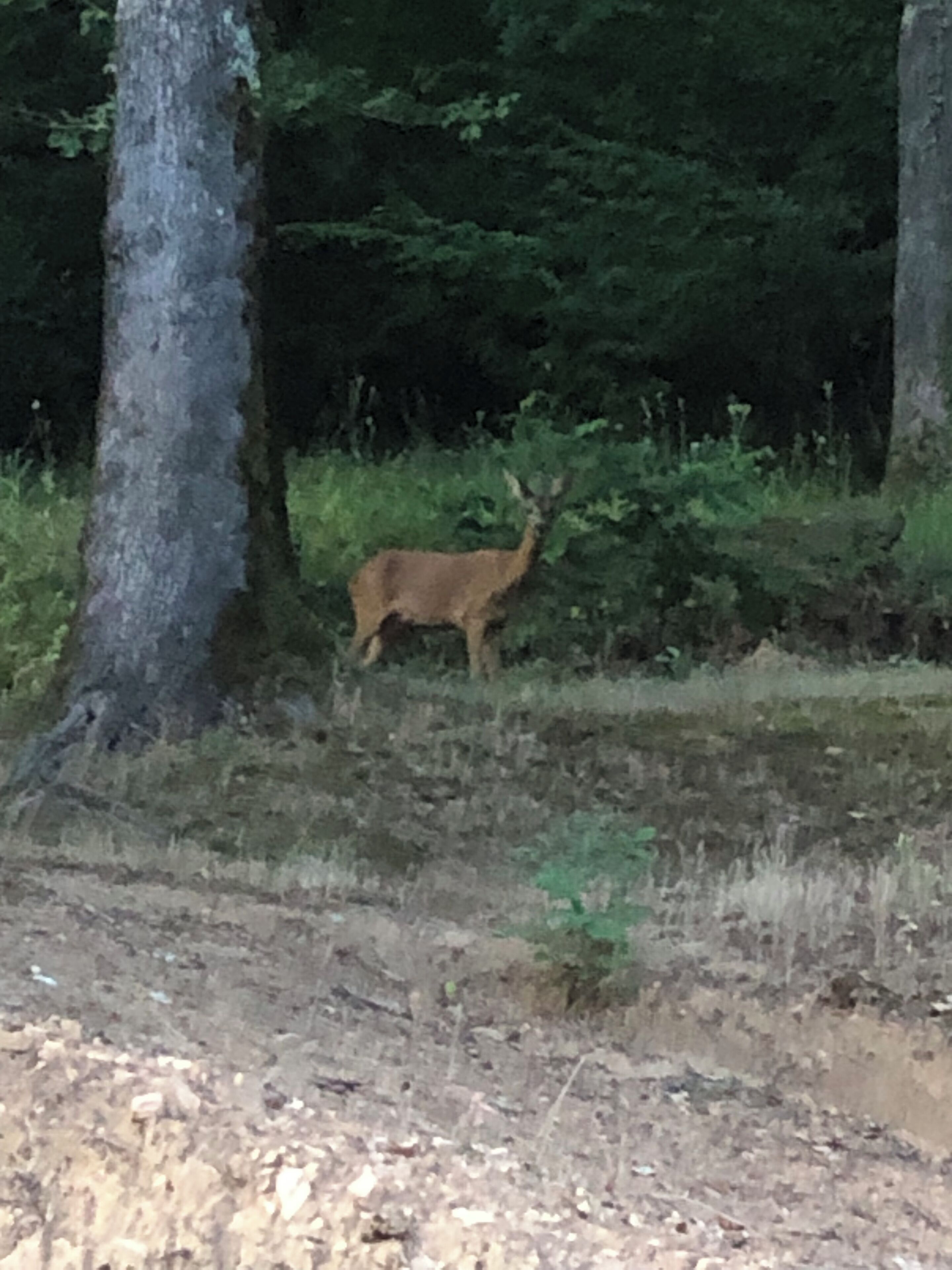 A deer in a forested area with trees and underbrush.