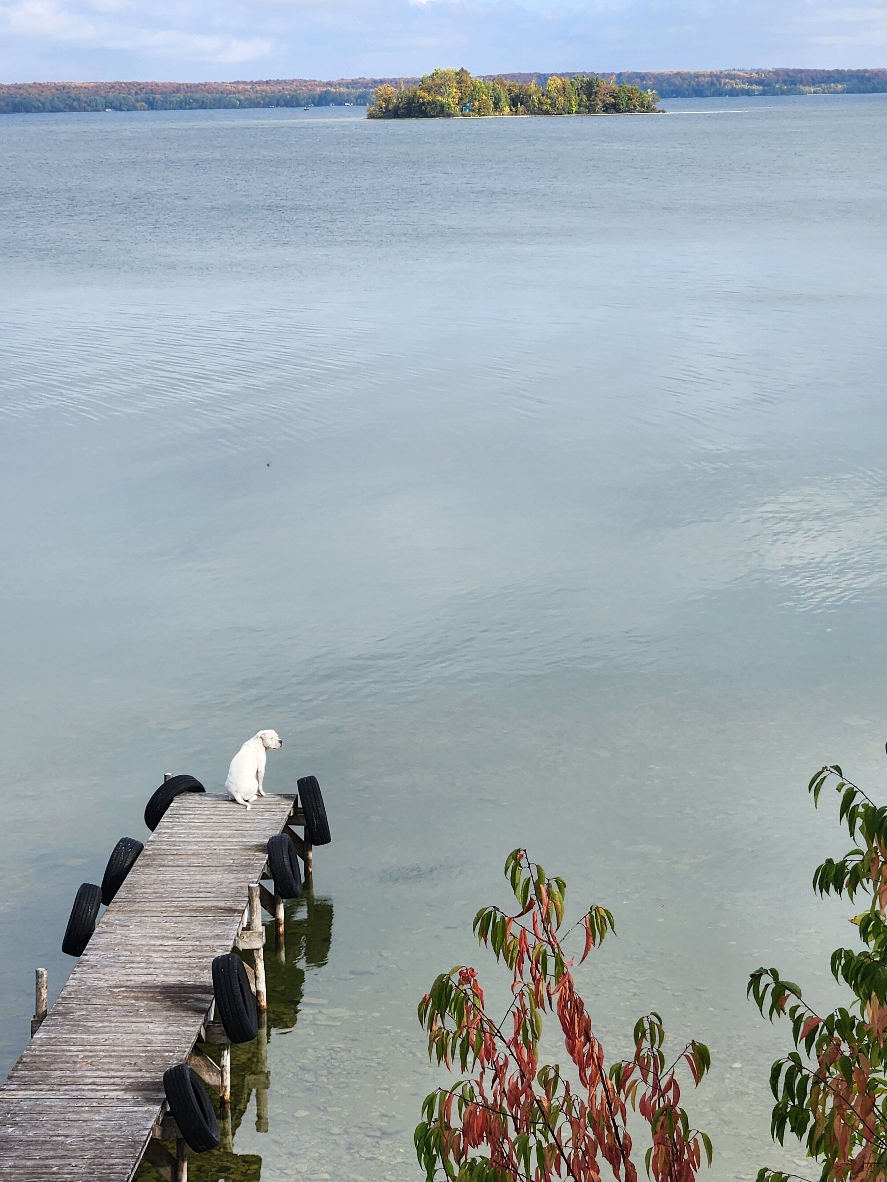 A wooden dock extending into calm water with a dog sitting at the end.
