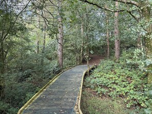 A forested area with a narrow, unpaved path. - Robin's Perch Eco Lodge Apartment, Lampeter (Lampeter)