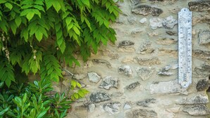 A stone wall with a thermometer and a metal plate, surrounded by green foliage.