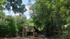 A patio with a round table and two wicker chairs, surrounded by lush greenery and a rustic wooden structure in the background. - Birds & Buns Bungalow (De Leon Springs)