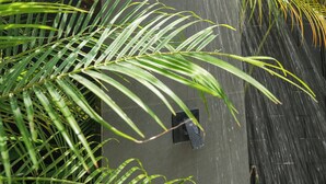 A modern water feature with a vertical panel and a small opening at the top, surrounded by lush green foliage.
