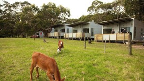 Un paysage rural avec un champ d’herbe, une vache qui broute et une rangée de maisons mobiles, avec des personnes près de l’entrée.